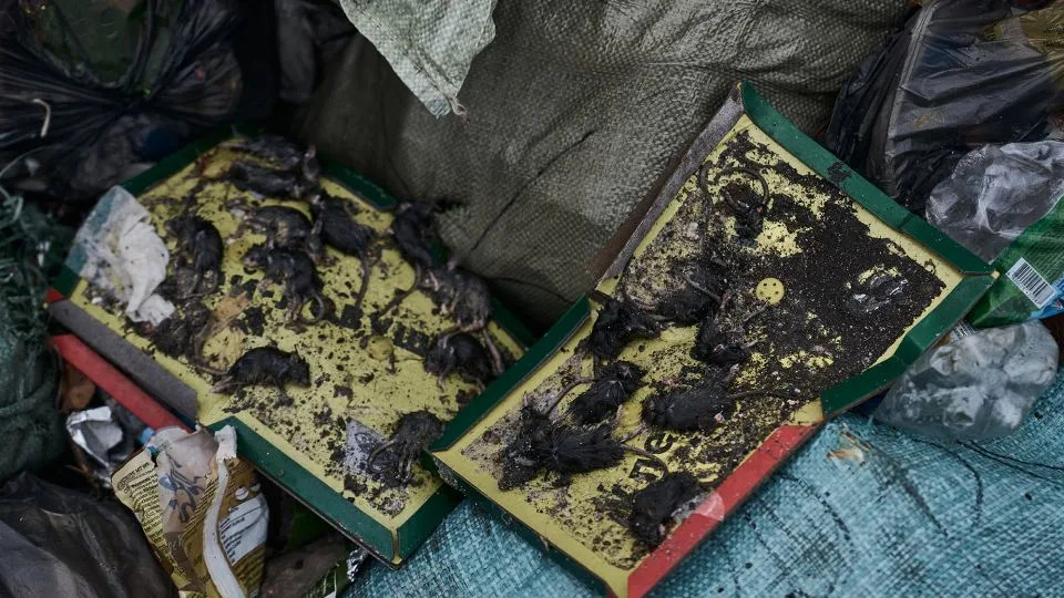 A mousetrap in a garbage can tries to stem the swarm of rodents in a trenches near Bakhmut, Ukraine, in October 2023. - Libkos/Getty Images