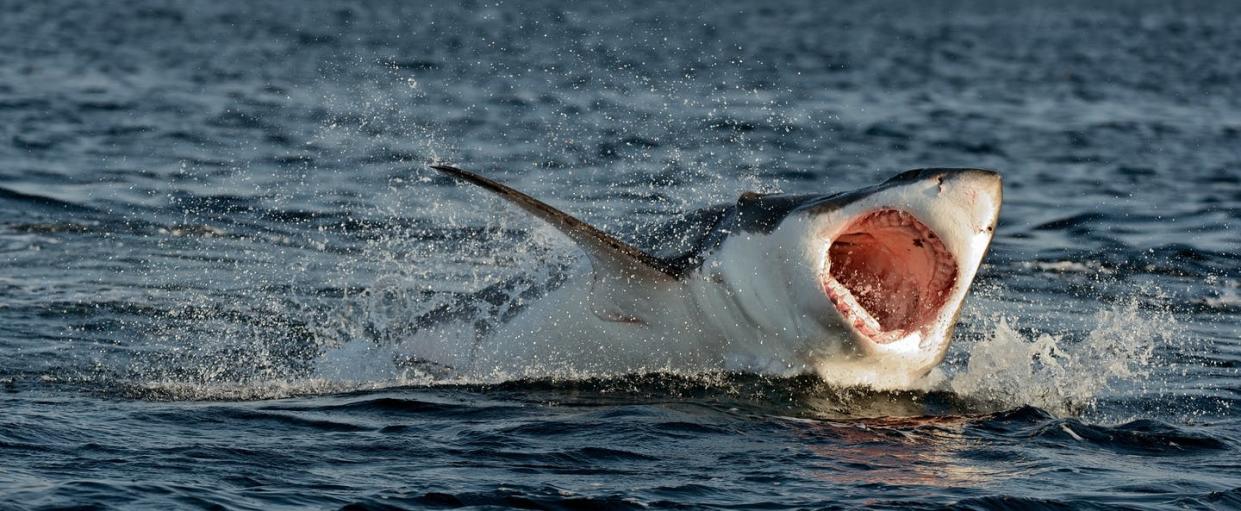   <span class="attribution"><a class="link " href="https://www.shutterstock.com/es/image-photo/great-white-shark-carcharodon-carcharias-breaching-225376495" rel="nofollow noopener" target="_blank" data-ylk="slk:Shutterstock / Sergey Uryadnikov;elm:context_link;itc:0;sec:content-canvas">Shutterstock / Sergey Uryadnikov</a></span>