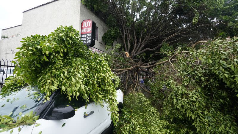 A fallen tree lies on a parked car, Sunday, Aug. 20, 2023, in Los Angeles. Tropical Storm Hilary swirled northward Sunday just off the coast of Mexico’s Baja California peninsula, no longer a hurricane but still carrying so much rain that forecasters said “catastrophic and life-threatening” flooding is likely across a broad region of the southwestern U.S.