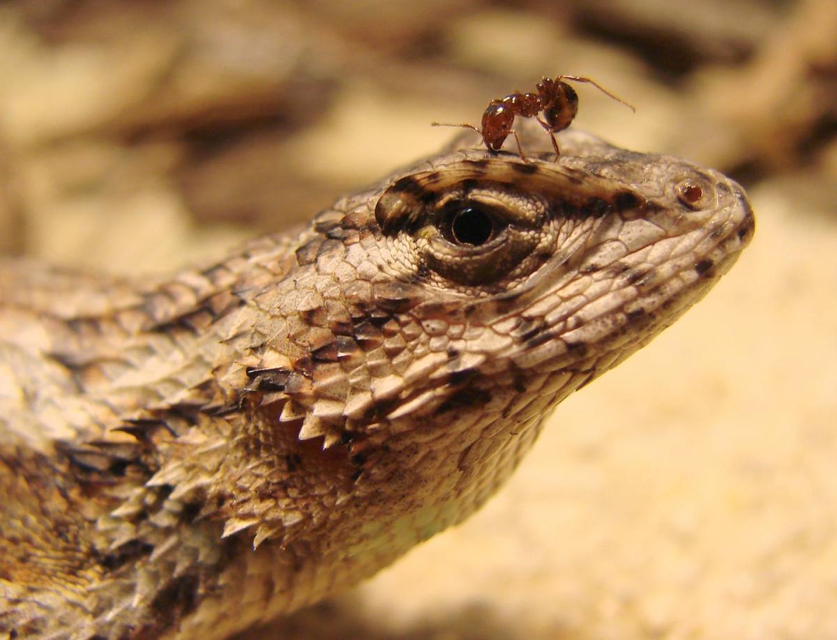 Western Fence Lizard, Nature Collective