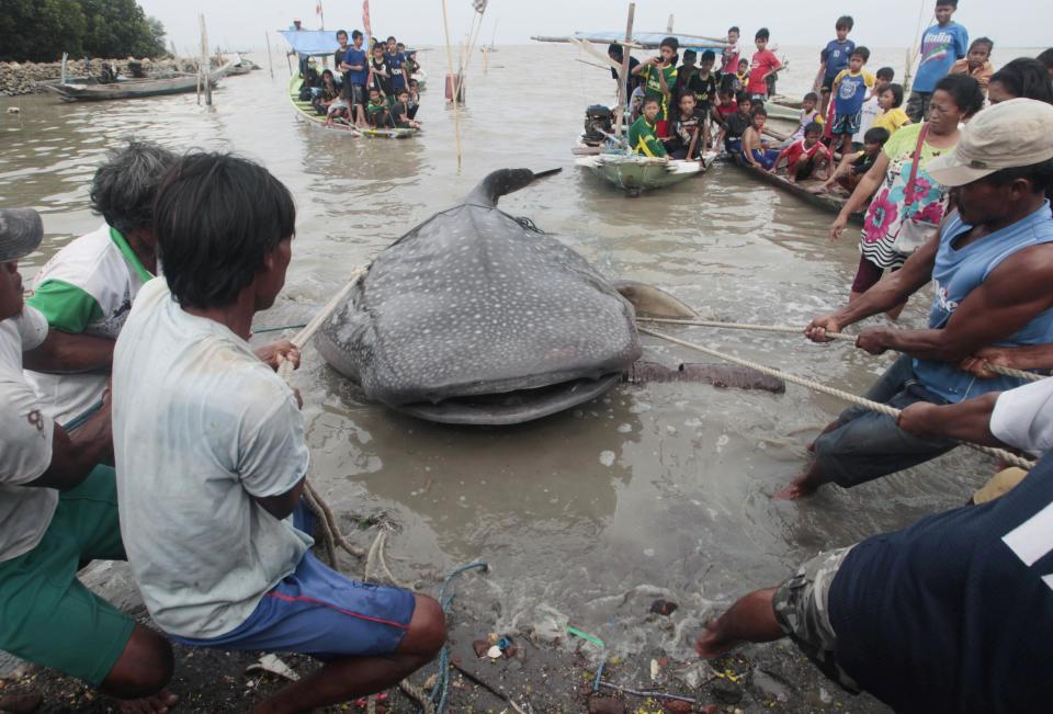 Fishermen try to pull a dead whale shark after it was trapped in a fisherman's net, at Kenjeran beach in Surabaya, East Java province, October 23, 2013. REUTERS/Sigit Pamungkas (INDONESIA - Tags: ENVIRONMENT ANIMALS)