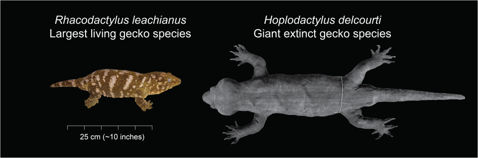 A size comparison of the extinct giant gecko, Hoplodactylusdelcourti, with the largest living gecko species, Rhacodactylusleachianus.