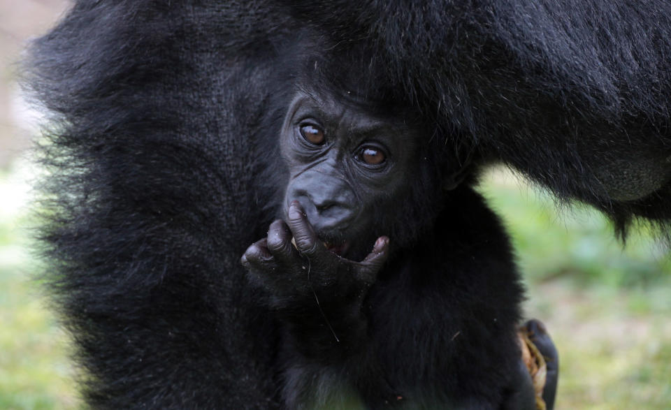 BRISTOL, ENGLAND - MAY 03: Bristol Zoo's baby gorilla Kukena takes some of his first steps as he ventures out of his enclosure with his mother Salome at Bristol Zoo's Gorilla Island on May 4, 2012 in Bristol, England. The seven-month-old western lowland gorilla is starting to find his feet as he learns to walk having been born at the zoo in September. Kukena joins a family of gorillas at the zoo that are part of an international conservation breeding programme for the western lowland gorilla, which is a critically endangered species. (Photo by Matt Cardy/Getty Images)