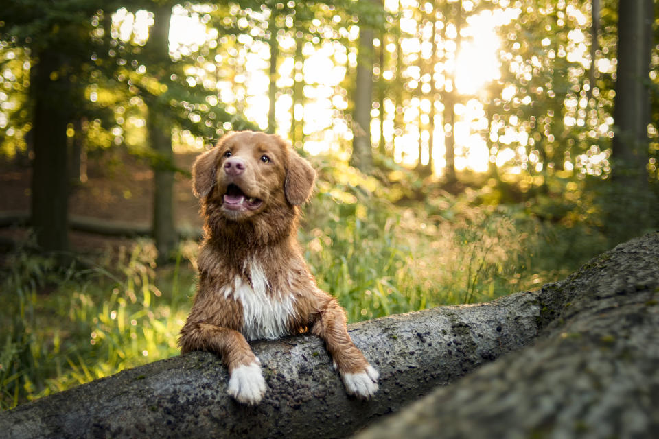 Besonders im Wald und hohem Gras drohen Hunde Zeckenbisse. (Bild: Getty)