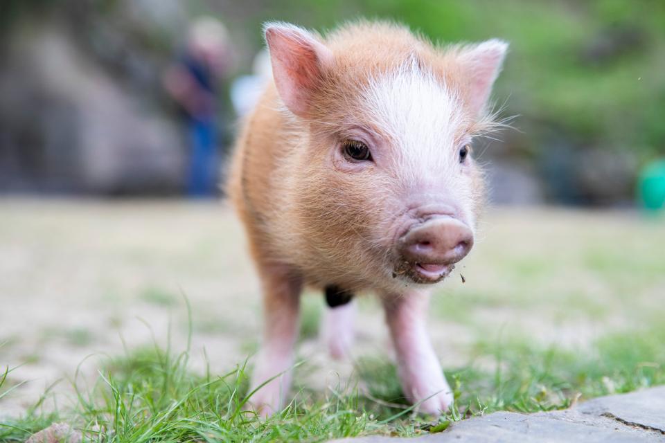 Dill, a six-week-old baby pig, explores on Arlington Lawn at Hot Springs National Park in Hot Springs, Arkansas on Monday, April 8, 2024. Dill came with the Espinoza family from Florida when they traveled to view the total solar eclipse.