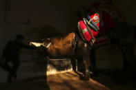 A camel owner strokes his camel prior a contest parade in Turkey's largest camel wrestling festival in the Aegean town of Selcuk, Turkey, Saturday, Jan. 15, 2022. Ahead of the games, on Saturday, camels were paraded in a beauty pageant titled "the most ornate camel contest" when they are decked out with colorful beaded muzzles, fabrics, pompoms, bells and Turkish flags. (AP Photo/Emrah Gurel)