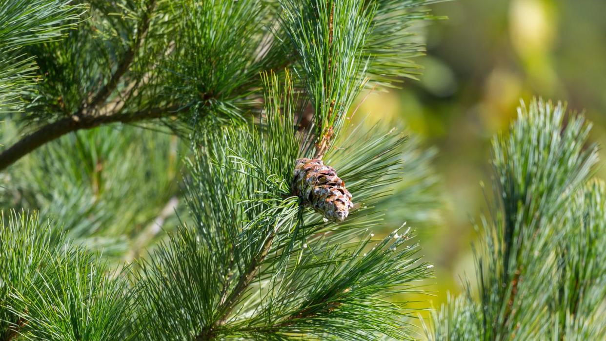 types of christmas trees eastern white pine