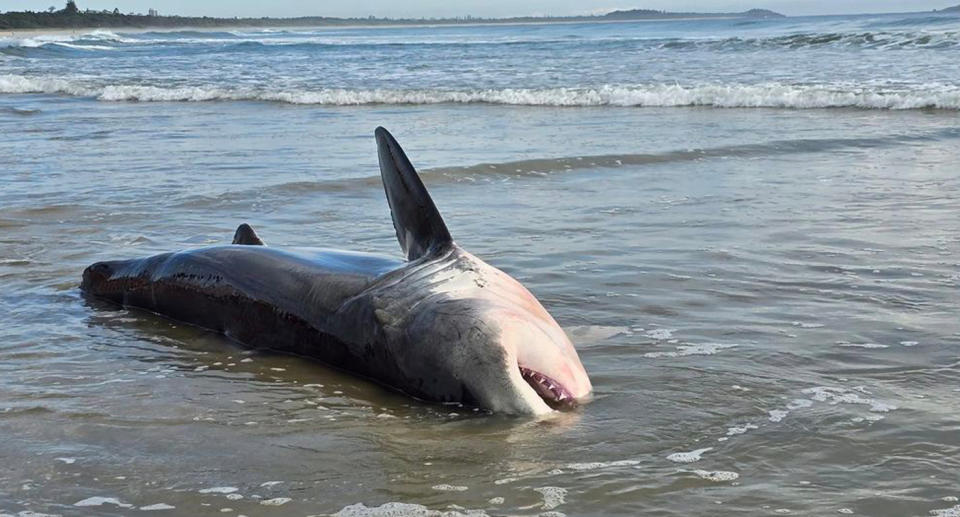 Close-up photo of a great white washed up in the shallows of Kingscliff beach. 