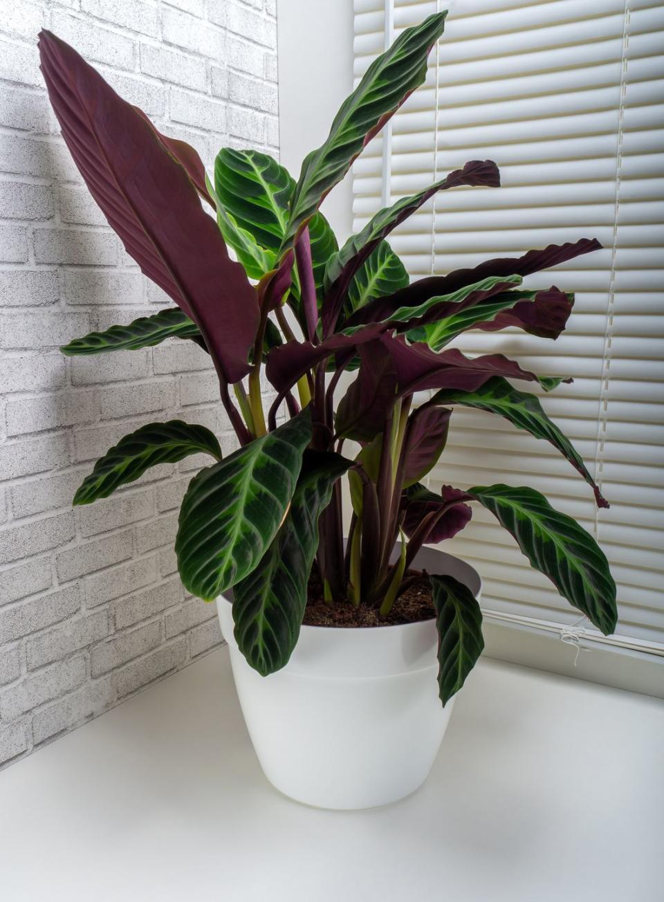 calathea plant, calathea warscewiczii is a species of evergreen, perennial, herbaceous plant in the marantaceae family