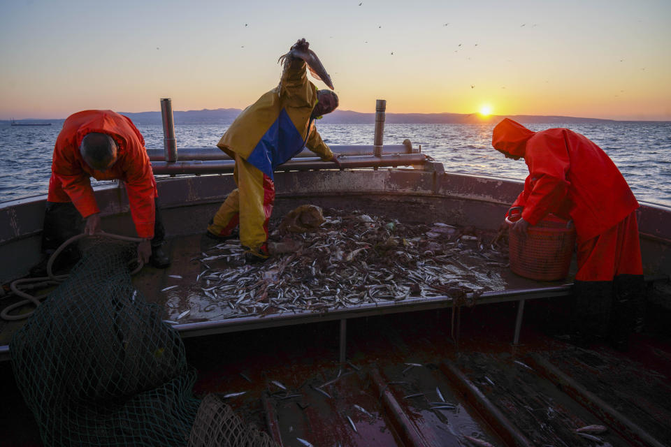 From left, Francesco Di Bartolomeo, his brother Pasquale and Francesco select fish aboard the trawler Marianna, during a fishing trip in the Tyrrhenian Sea, early Thursday morning, April 2, 2020. Italy’s fishermen still go out to sea at night, but not as frequently in recent weeks since demand is down amid the country's devastating coronavirus outbreak. (AP Photo/Andrew Medichini)