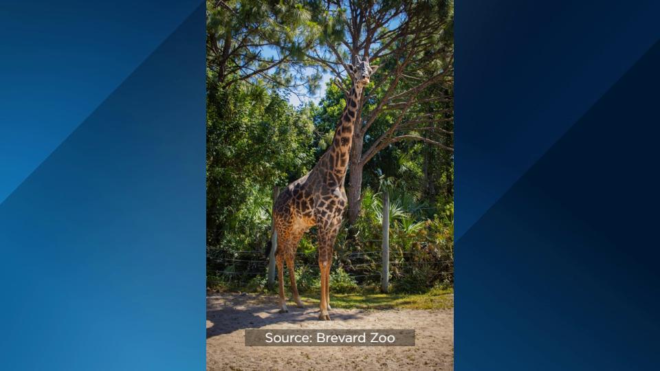 Brevard Zoo’s Rafiki the giraffe is celebrating his 25th birthday on Wednesday.