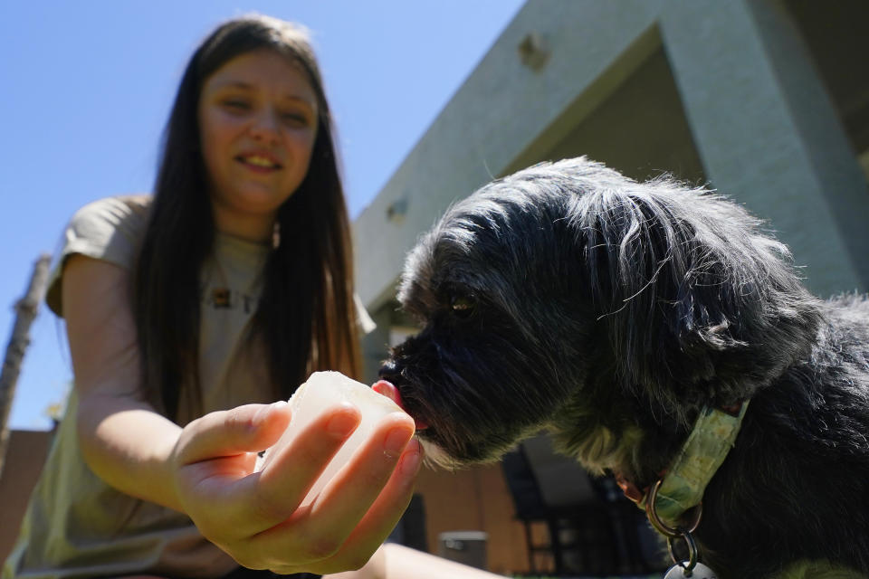 Giselle Berastegui, 12, helps hydrate the family dog, Zoe, with an ice cube as temperatures are expected to hit 115-degrees, Monday, July 17, 2023, in Phoenix. (AP Photo/Ross D. Franklin)