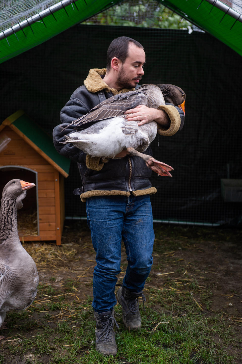 Sven Kirby, 34, has been served a noise abatement notice for his pet geese Norbert and Beep-Beep, pictured at home in Leeds, West Yorks., November 20 2020. See SWNS story SWLEgeese; A bachelor who bought two pet geese to keep him company has spoken of his devastation after the council ordered him to get rid of them - because of their constant honking. Sven Kirby, 34, bought the birds for Â£40 each in June and since then he has hand reared them to the point they freely waddle around his house wearing nappies. The geese, named Beep Beep and Norbert, are frequently been spotted walking with their beloved owner around Leeds, West Yorks., and they even accompany him to the pub. But Sven now faces the heartbreaking prospect of having to let them go after receiving an abatement notice from his local council saying the birds are making too much noise. The notice, from Leeds City Council, warns Sven he must "prevent the recurrence of the nuisance" within 28 days or face a fine of up to Â£5,000. The admin assistant said: "I love my geese, they're brilliant characters and great fun to keep as pets.