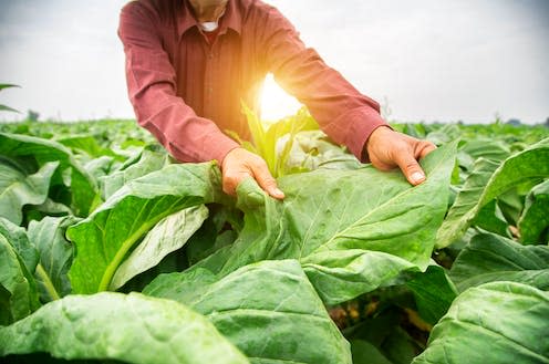 <span class="caption">Tobacco plants produce sounds at a frequency outside the human hearing range. </span> <span class="attribution"><a class="link " href="https://www.shutterstock.com/image-photo/asian-gardeners-picking-produce-tobacco-farms-2096501281" rel="nofollow noopener" target="_blank" data-ylk="slk:S.Phoophinyo/Shutterstock;elm:context_link;itc:0;sec:content-canvas">S.Phoophinyo/Shutterstock</a></span>