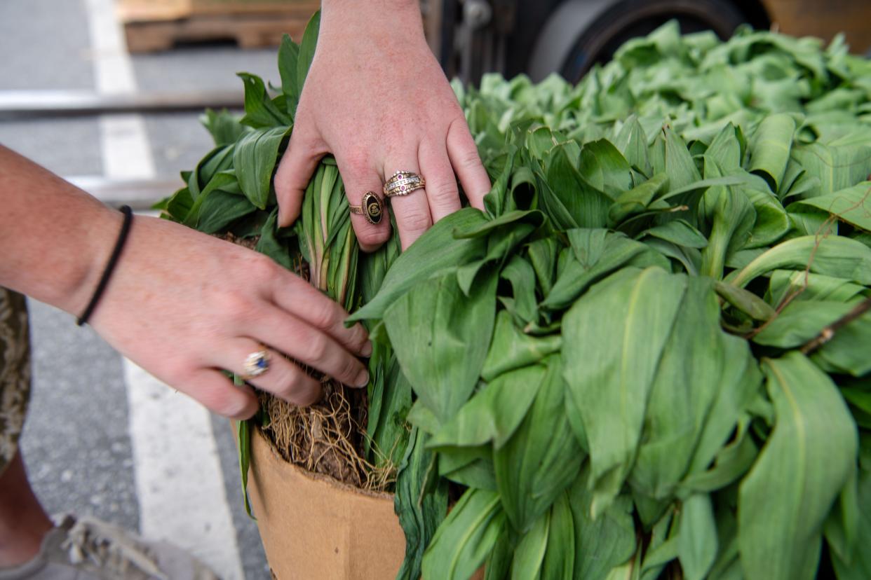 Ellerslie McCue, WNC Farmers Market’s marketing and communications manager, said ramps may be found at farmers markets and produce stands across the region, like WNC Farmers Market in Asheville and TJ’s Mountain Market in Mars Hill.