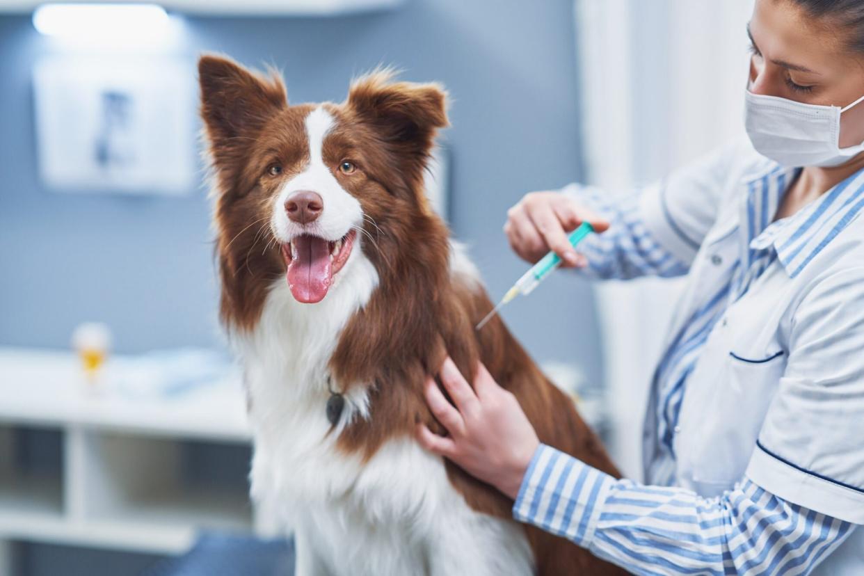 happy dog receiving a vaccine