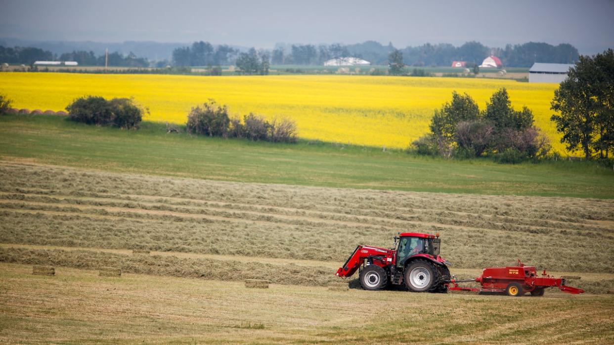 Agriculture and Agri-food Canada data suggests some Alberta regions are experiencing serious drought conditions. (Jeff McIntosh/The Canadian Press - image credit)