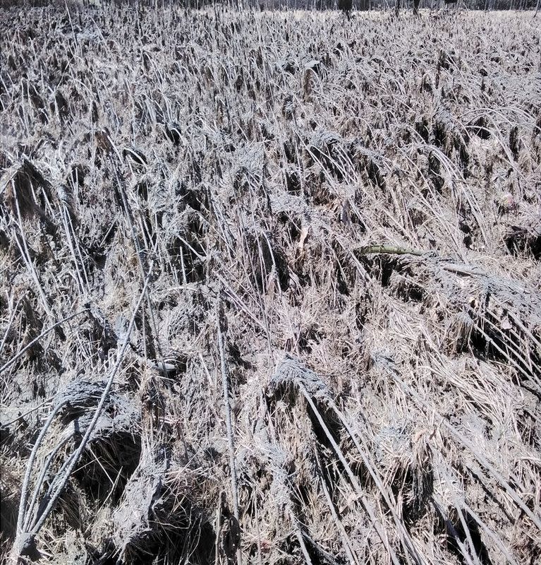 FILE PHOTO: Aftermath of Tonga volcano eruption on Jan. 15, 2022