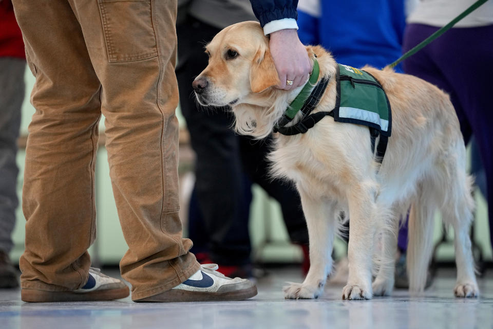 High School students interact with a therapy dog after returning to school for the first time since the shootings that claimed 18 lives in their community, Tuesday, Oct. 31, 2023, in Lewiston, Maine. (AP Photo/Matt York)