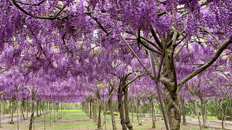 一年一度全台最大「淡水紫藤花園」開放，二號水源園區3月20日進入盛開期。（圖／翻攝自淡水紫藤花園臉書粉專）