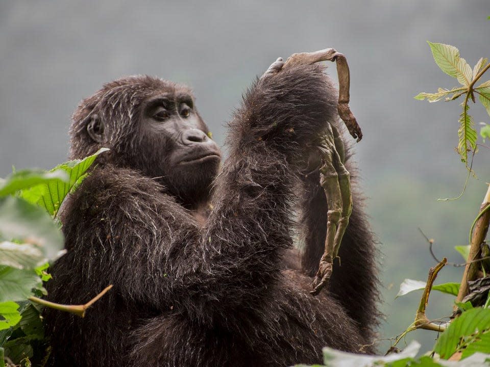 "Kuhirwa Mourns Her Baby" by Ricardo Núñez Montero. A gorilla holds up the corpse of its baby.