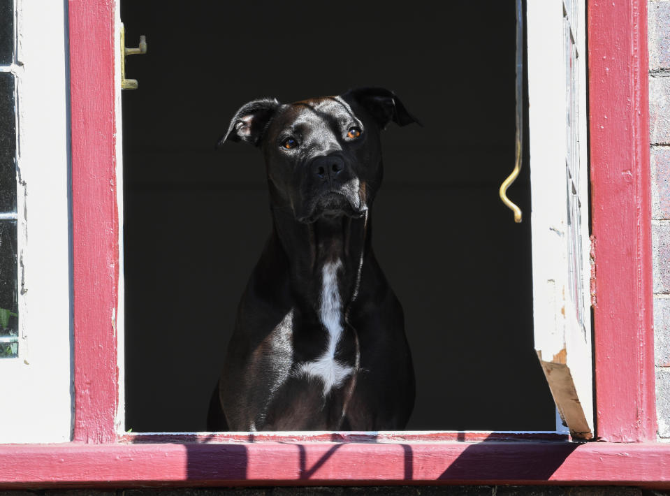 Dogs should remain isolated if they start showing canine cough symptoms.Source: Getty Images