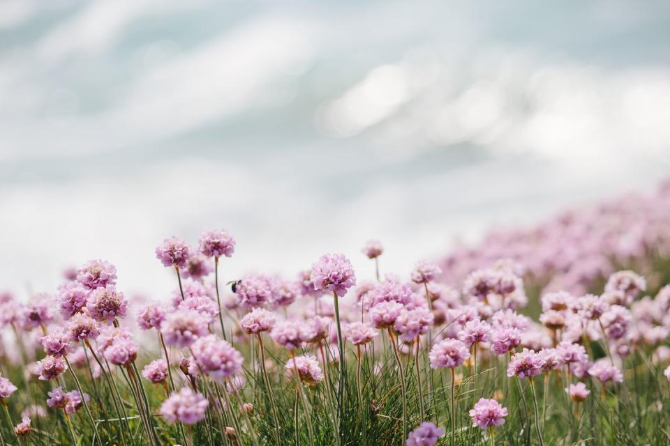 sea thrift flowers by polzeath beach