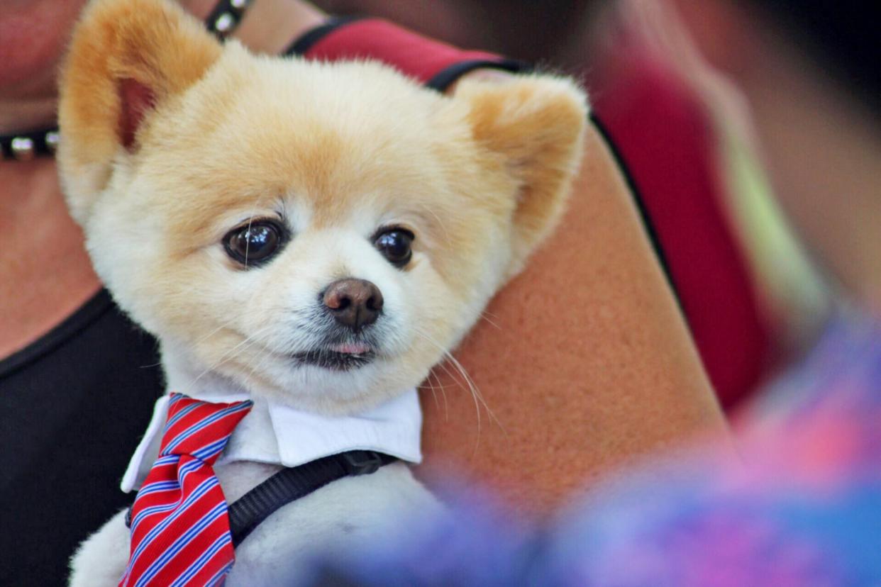 groomed Pomeranian wearing collar and tie