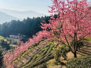 山上人家園方於2月22日公布櫻花季正式開跑。| The cherry blossoms festival kicked off on Feb. 22, the resort announced on Facebook. (Courtesy of Facebook @mvresort.tw)