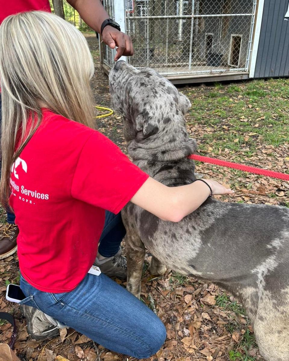 City Animal Care and Protective Services representatives interact with one of about 60 dogs seized from a Jacksonville property.