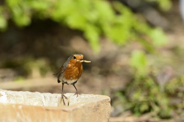 Growing more flowers to attract insects, and topping up feeders can help birds such as robins. Photos: Lorne Gill/NatureScot