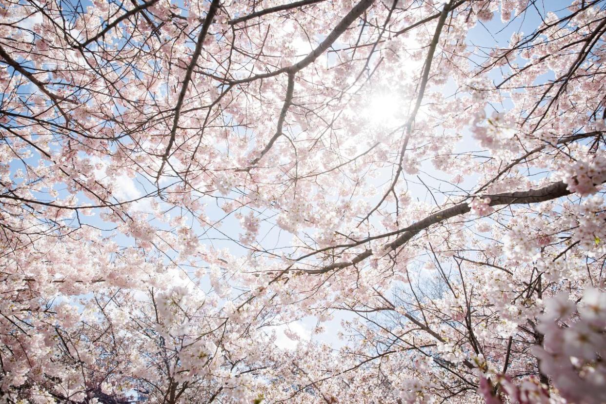 In addition to High Park, there are more than a dozen publicly-accessible places across Toronto where visitors can get a glimpse of the cherry blossoms in peak bloom. (Evan Mitsui/CBC - image credit)