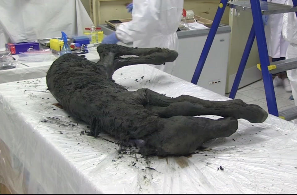 In this image made from video, scientists examine the fossil of a horse in Yakutia, Russia, Thursday, Aug. 23, 2018. Russian scientists have found the carcass of an ancient foal perfectly preserved in Siberian permafrost. The fossil discovered in the region of Yakutia has its skin, hair, hooves and tail preserved. Scientists from Russia's Northeast Federal University said Thursday that the foal is estimated to be 30,000 to 40,000 years old. (AP Photo)