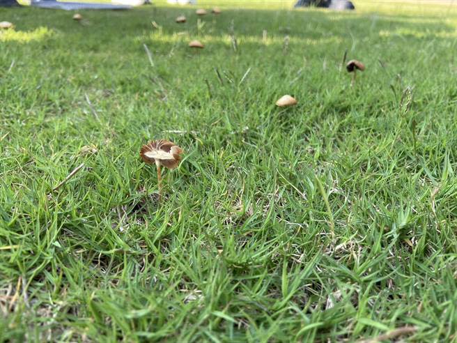新竹市議會組成的監督小組到場會勘時，議員們發現草皮區長出「香菇」。（林彥甫提供／王惠慧新竹傳真）