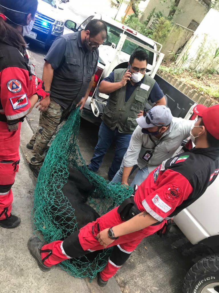 Las autoridades señalan que el oso no fue lastimado durante su captura. Foto: Especial