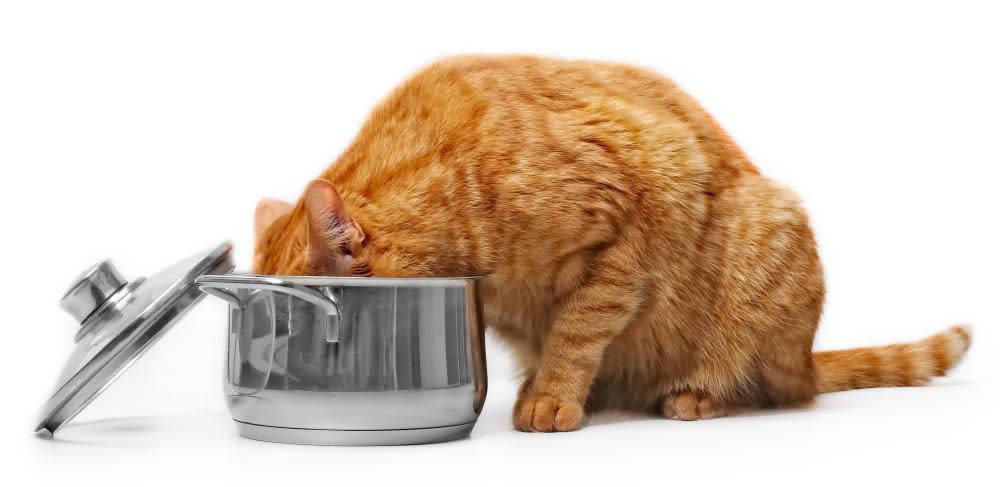 Close-Up Of Cat Eating From Metal Container Against White Background