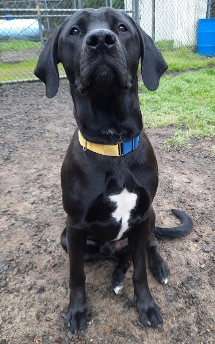 Jupiter is a Labrador and Great Dane mix at Oregon Coast Humane Society.