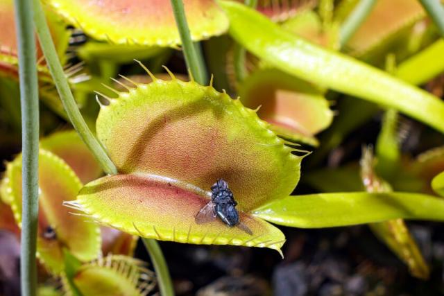 1st Carnivorous Plant Identified In 20 Years Grows Near Vancouver