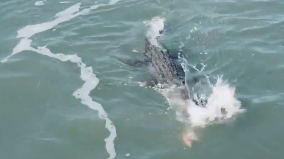 Face-off: the croc clamps down on the shark. Source: 7 News