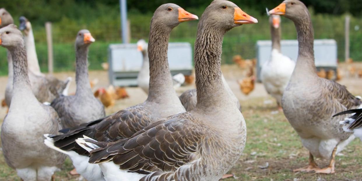 Free-Range Geese, Gascony, France