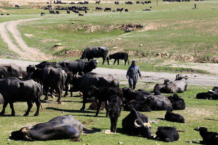 Buffaloes that belong to displaced Iraqi farmers from Badush, northwest of Mosul, who fled their village and later returned to retrieve them are seen as the battle against Islamic State's fighters continues in Mosul, Iraq, March 25, 2017. REUTERS/Youssef Boudlal