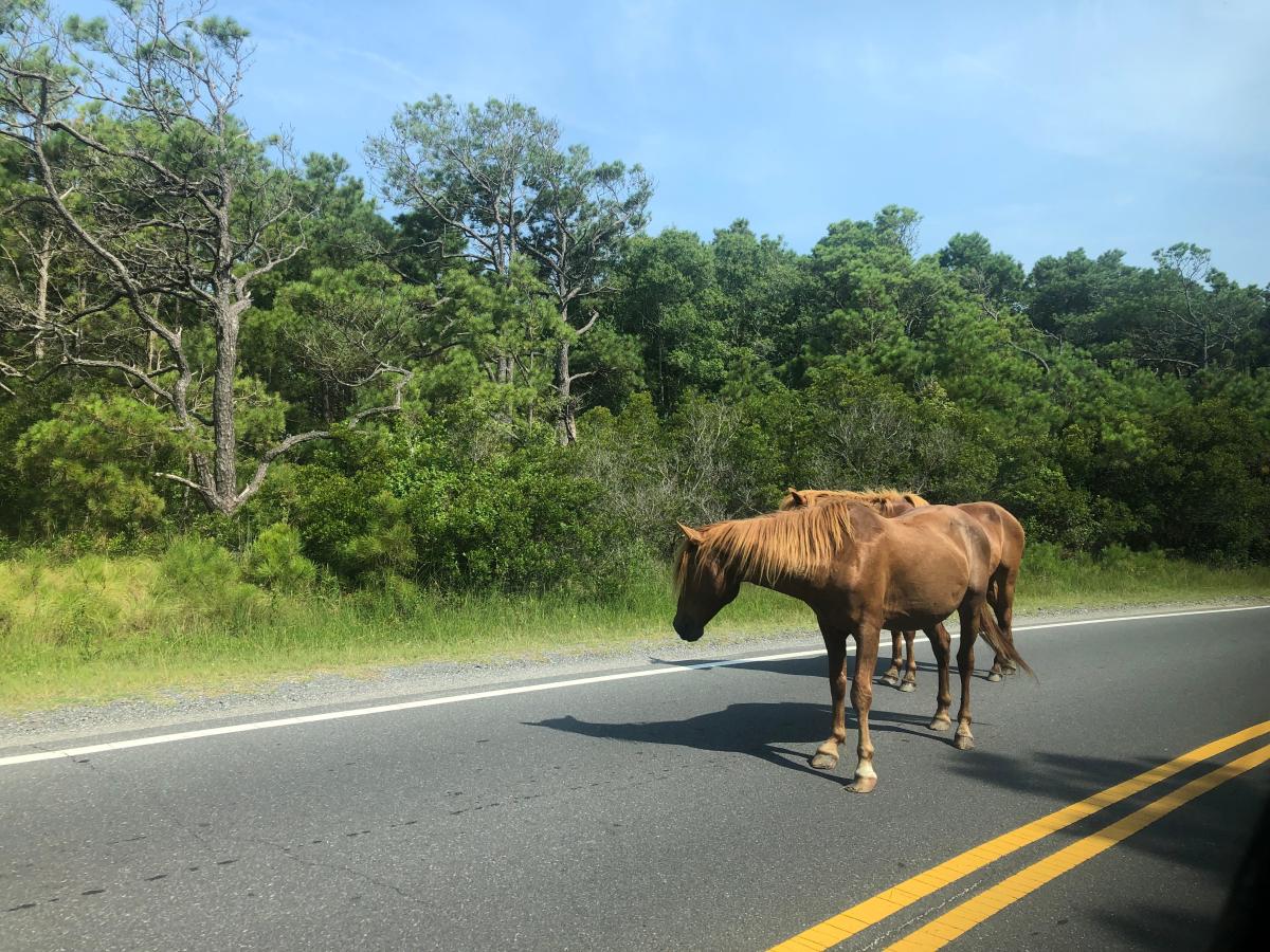 Travel company names Assateague Island National Seashore a ‘best beach in the world’