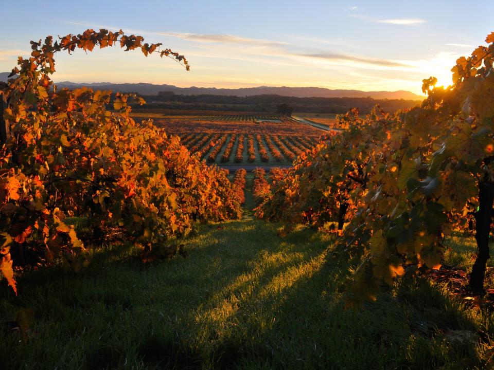 Fall in Wine Country, California.