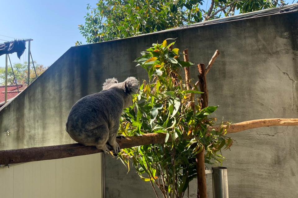 在隔離舍安養時保育員為Wolverine規劃了單獨安全日光浴的空間。北市動物園提供