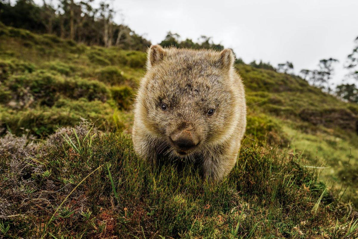 A Rare Video Of Wombats Having Sex Sideways Offers A Glimpse Into The 