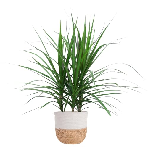 Costa Farms Dracaena Marginata Magenta Madagascar Dragon Tree Live Indoor Plant, 3 to 4-Feet Tall, Ships in Natural Weave Basket Decor