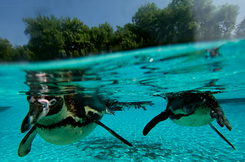 Penguins are photographed swimming in their enclosure at London Zoo on July 17, 2013. (ANDREW COWIE/AFP/Getty Images)