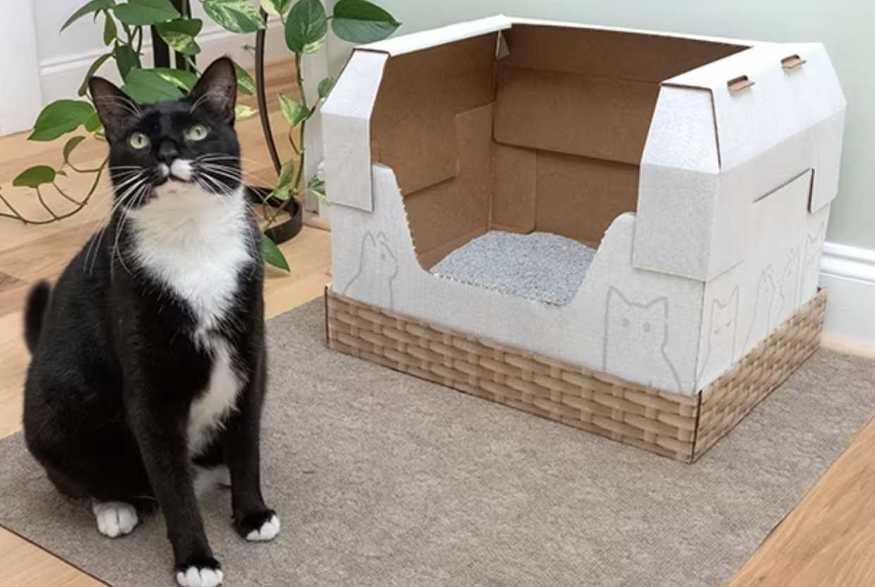 Cat with a disposable litter box from Kitty Poo Club 
