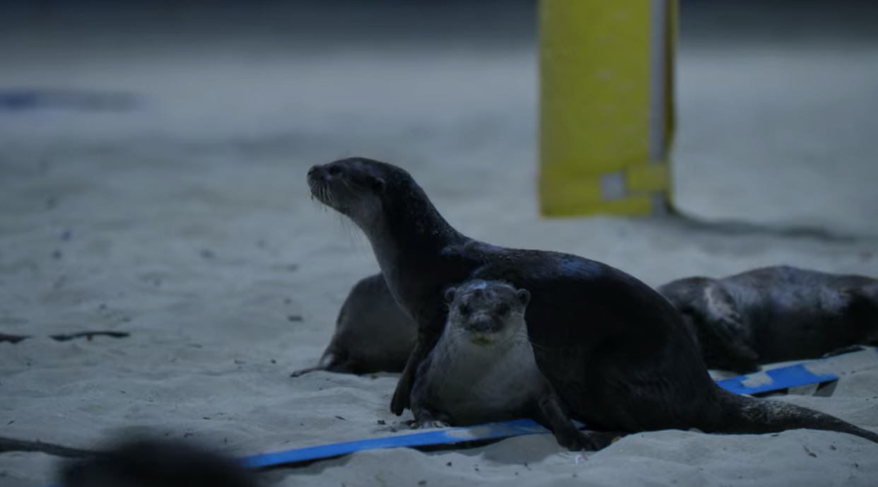 Smooth-coated otters in Singapore at Gardens by the Bay in Netflix's Night On Earth nature documentary series. (Screengrab)