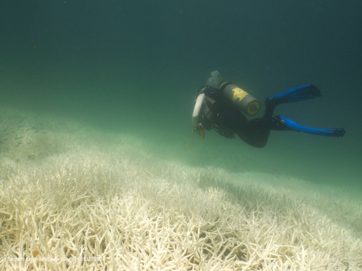 A diver surveys coral bleaching in the southern Great Barrier Reef in March of 2024.  (AIMS/Eoghan Aston - image credit)